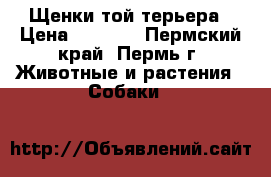 Щенки той терьера › Цена ­ 4 000 - Пермский край, Пермь г. Животные и растения » Собаки   